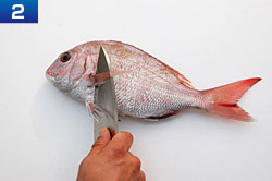 基本的な魚のさばき方　手順2