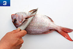 基本的な魚のさばき方　手順3