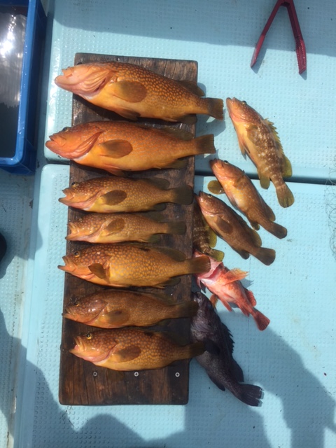 日本海の高級魚 アコウ 数釣りチャンスです フィッシングマックス 関西の釣果 大阪 神戸 和歌山の釣果情報