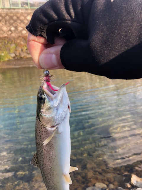 大阪にある管理釣り場, 2月の芥川で40匹以上の釣果！ヒットルアーとパターンの紹介