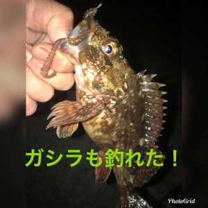 『根魚』イイね！！垂水RTと根魚情報♪