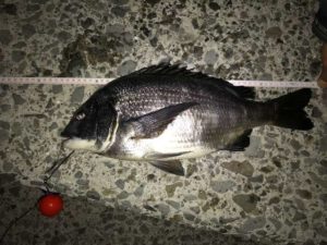 夜釣りで良型チヌ 南芦屋浜rt フィッシングマックス 関西の釣果 大阪 神戸 和歌山の釣果情報