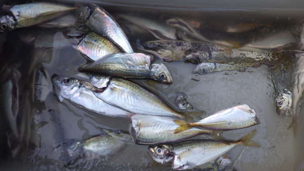 今朝はキビナゴでアコウ サビキ釣りでは フィッシングマックス 関西の釣果 大阪 神戸 和歌山の釣果情報
