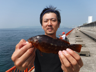 最近の垂水周辺釣果情報 平磯海づり公園編 フィッシングマックス 関西の釣果 大阪 神戸 和歌山の釣果情報