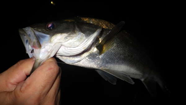 夜エビ撒き釣りでハネ フィッシングマックス 関西の釣果 大阪 神戸 和歌山の釣果情報