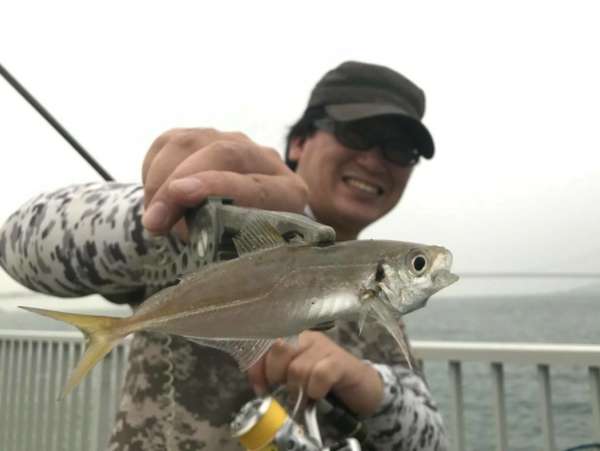 今年はアオリイカ当たり年 アオリイカ調査 フィッシングマックス 関西の釣果 大阪 神戸 和歌山の釣果情報