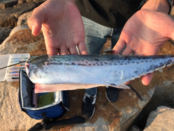 超リアル ルアーでサゴシとダツ フィッシングマックス 関西の釣果 大阪 神戸 和歌山の釣果情報