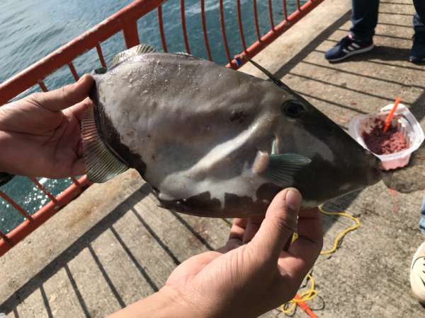 平磯海釣り公園 サビキで賑やかな釣果 フィッシングマックス 関西の釣果 大阪 神戸 和歌山の釣果情報