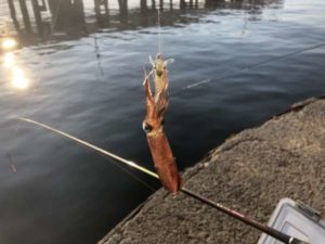 食コン エビ撒き釣りでヒイカ フィッシングマックス 関西の釣果 大阪 神戸 和歌山の釣果情報