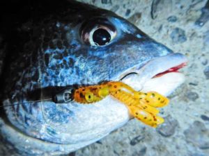 武庫川 芦屋間 極寒チニングがアツい フィッシングマックス 関西の釣果 大阪 神戸 和歌山の釣果情報