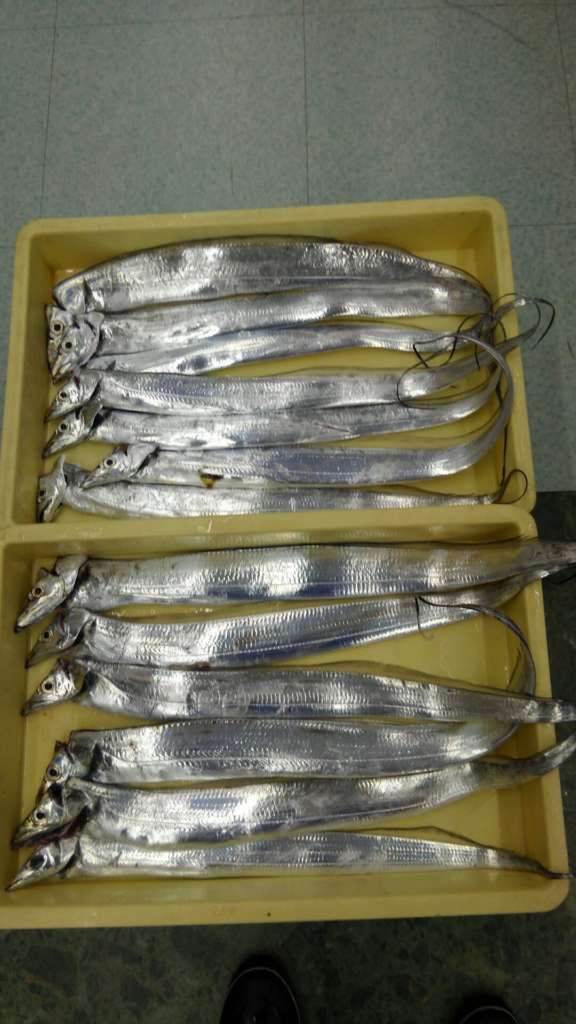 和歌山釣果 下津方面も太刀魚が良いんです フィッシングマックス 関西の釣果 大阪 神戸 和歌山の釣果情報