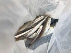 豆アジ 豆サバ 豆イワシ 南芦屋浜リアル フィッシングマックス 関西の釣果 大阪 神戸 和歌山の釣果情報