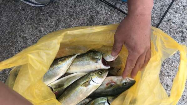 ツバス達 今朝も色んな釣り方で フィッシングマックス 関西の釣果 大阪 神戸 和歌山の釣果情報