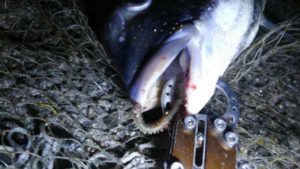 夜の青イソメ最強説】 堤防があればこすり釣り！ | フィッシングマックス 関西の釣果|大阪・神戸・和歌山の釣果情報