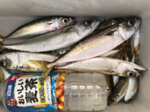 夜でもアジが入れ食い 脅威の夜寄るサビキ フィッシングマックス 関西の釣果 大阪 神戸 和歌山の釣果情報
