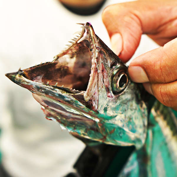 Fmaxtv ガチの店員が語るタチウオが一番釣れる方法 フィッシングマックス 関西の釣果 大阪 神戸 和歌山の釣果情報