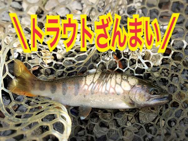 釣果記事 フィッシングマックス 関西の釣果 大阪 神戸 和歌山の釣果情報