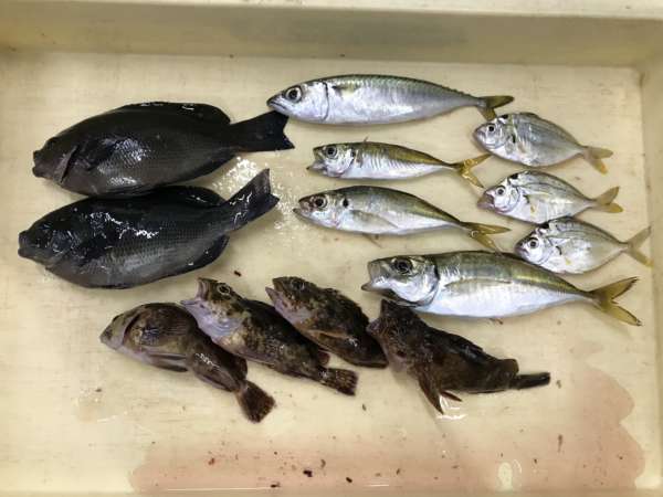 青イソメで五種目釣 夜釣りのお供に フィッシングマックス 関西の釣果 大阪 神戸 和歌山の釣果情報
