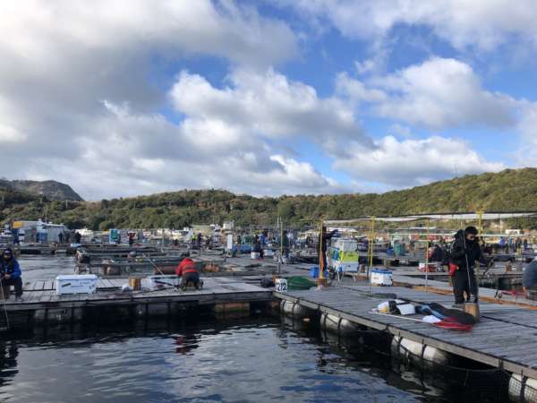 海上釣り堀 で 青物 マダイ フィッシングマックス 関西の釣果 大阪 神戸 和歌山の釣果情報