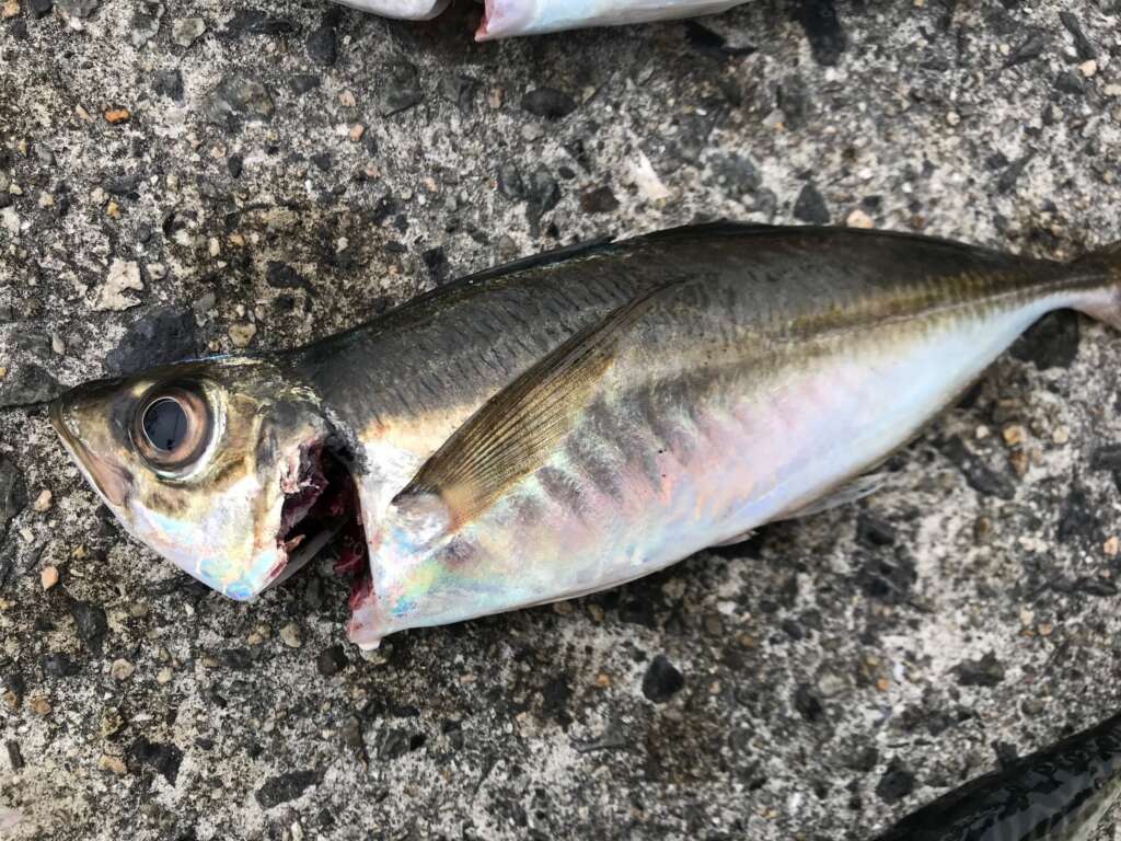 最高アジ と サバ すべての魚の画像