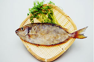アイゴ バリコ 料理魚種 フィッシングマックス 関西の釣果 大阪 神戸 和歌山の釣果情報