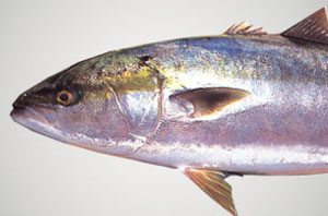 ハマチ メジロ 料理魚種 フィッシングマックス 関西の釣果 大阪 神戸 和歌山の釣果情報