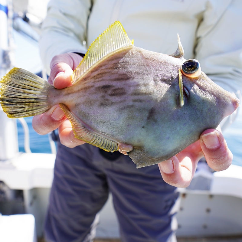 沼島 船で手軽に石鯛狙ってきました フィッシングマックス 関西の釣果 大阪 神戸 和歌山の釣果情報