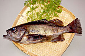 メバル 料理魚種 フィッシングマックス 関西の釣果 大阪 神戸 和歌山の釣果情報