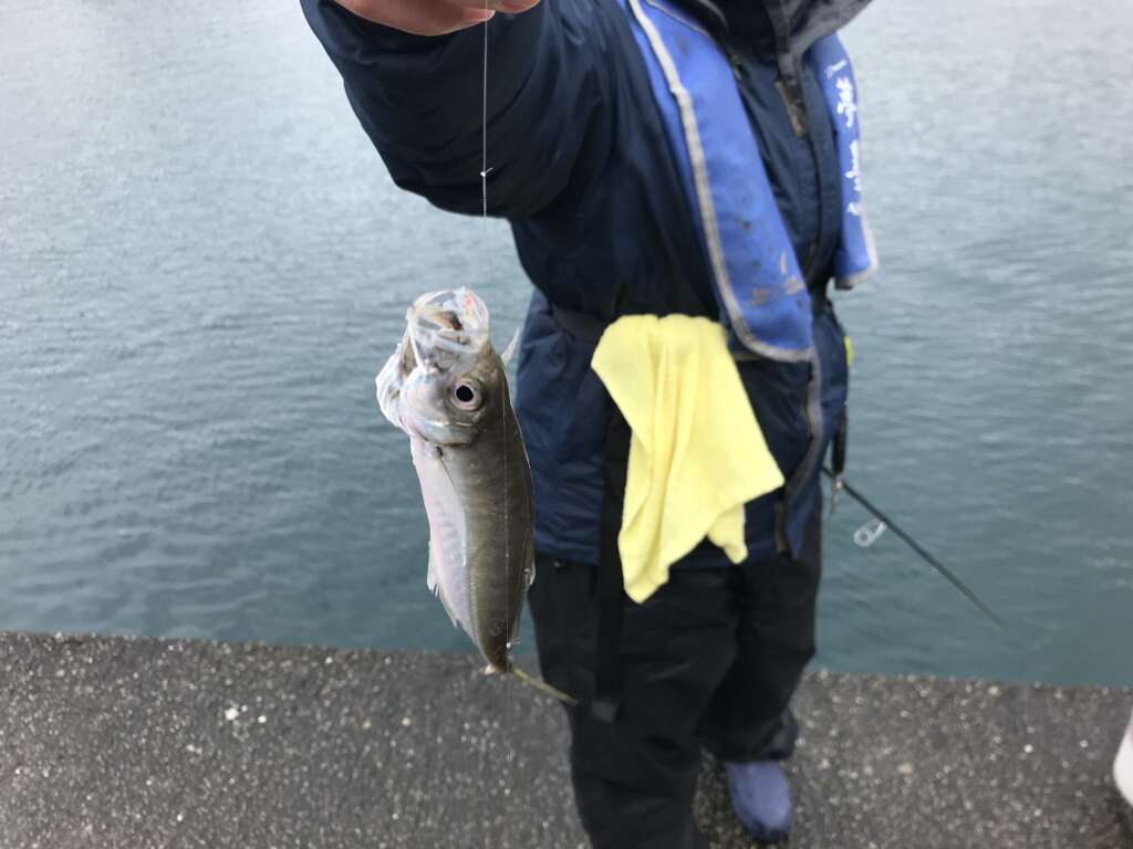 和歌山釣果 田ノ浦 雨でも アジ 釣れてます ８日お昼 フィッシングマックス 関西の釣果 大阪 神戸 和歌山の釣果情報