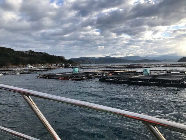 １１日 水 和歌山釣果 海上釣堀 紀州 へ行って来ました フィッシングマックス 関西の釣果 大阪 神戸 和歌山の釣果情報