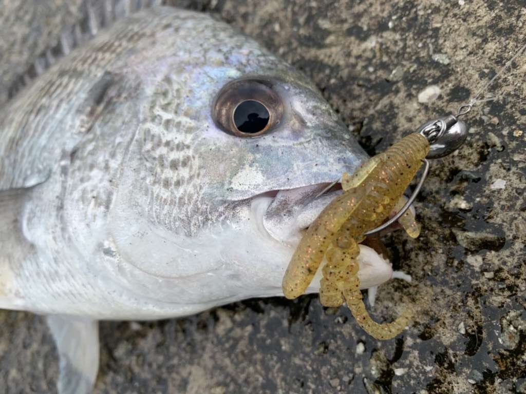 チニング ジャクソン エグジグホッグが釣れる フィッシングマックス 関西の釣果 大阪 神戸 和歌山の釣果情報