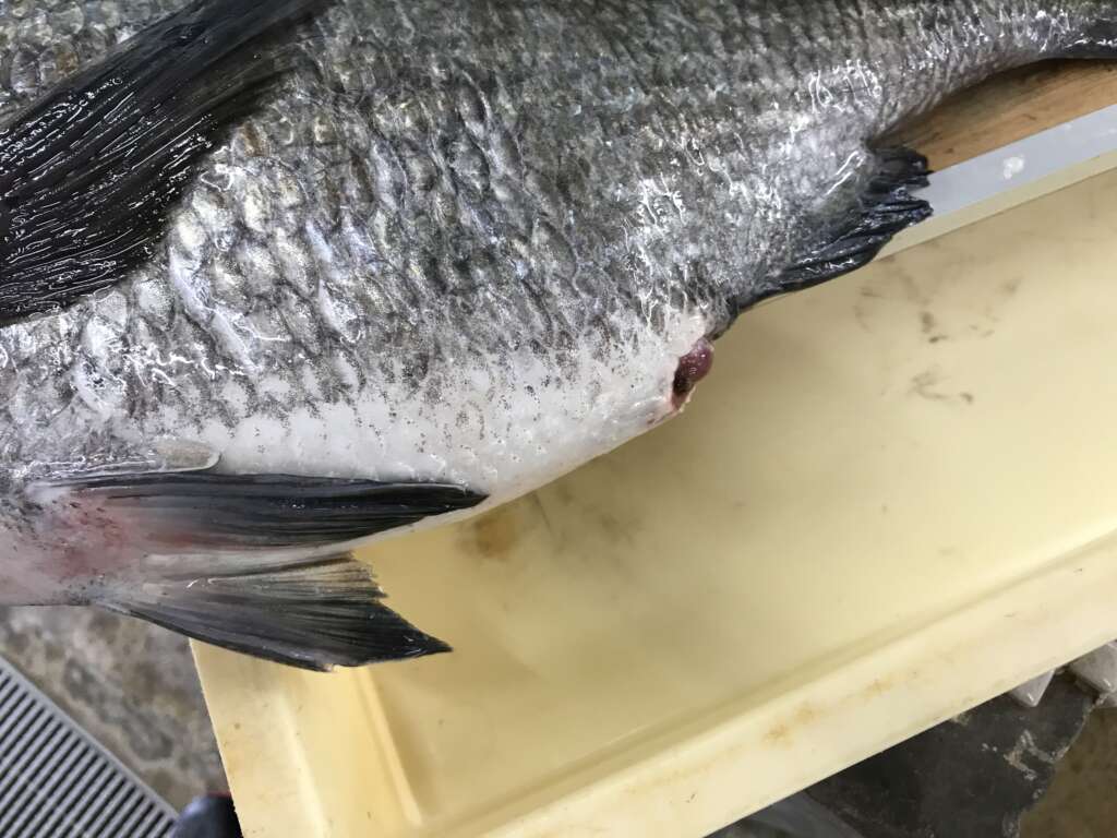 須磨海岸で大きなチヌ釣れました フィッシングマックス 関西の釣果 大阪 神戸 和歌山の釣果情報