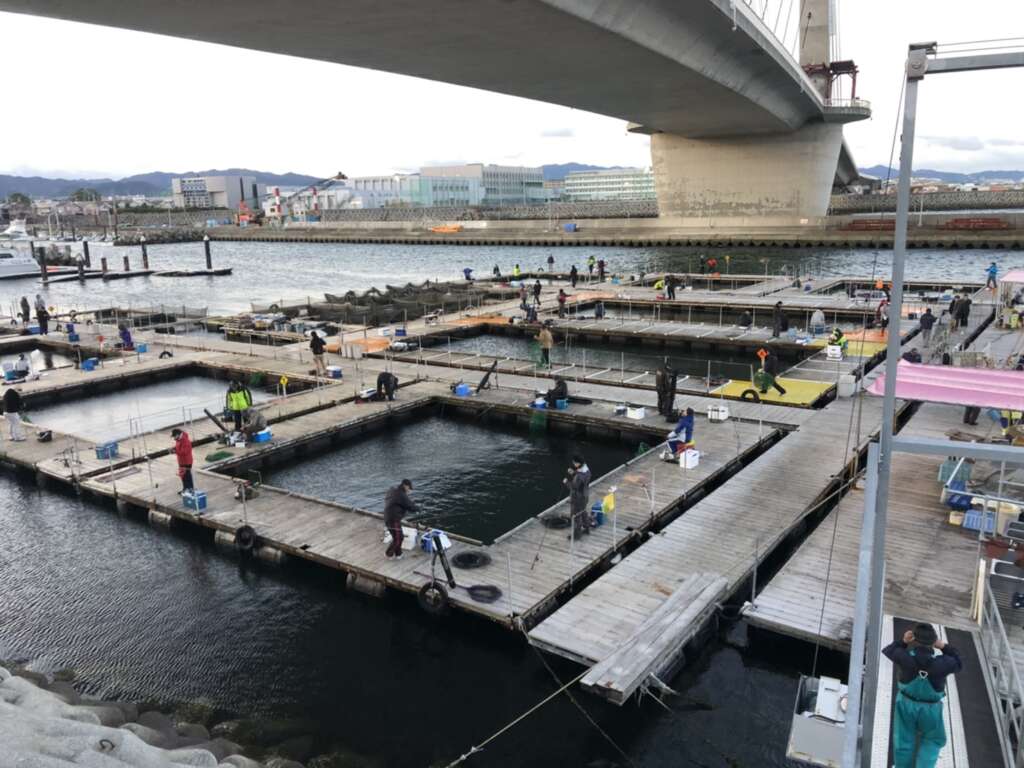 釣り堀 田尻 釣果情報 フィッシングマックス 関西の釣果 大阪 神戸 和歌山の釣果情報