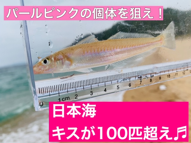 日本海 根魚の宝庫だ ハードロックフィッシュ編 フィッシングマックス 関西の釣果 大阪 神戸 和歌山の釣果情報