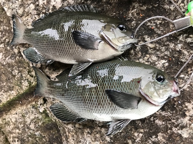 グレ好調 マルキュー チヌ グレ 集魚材フルラインナップ フィッシングマックス 関西の釣果 大阪 神戸 和歌山の釣果情報