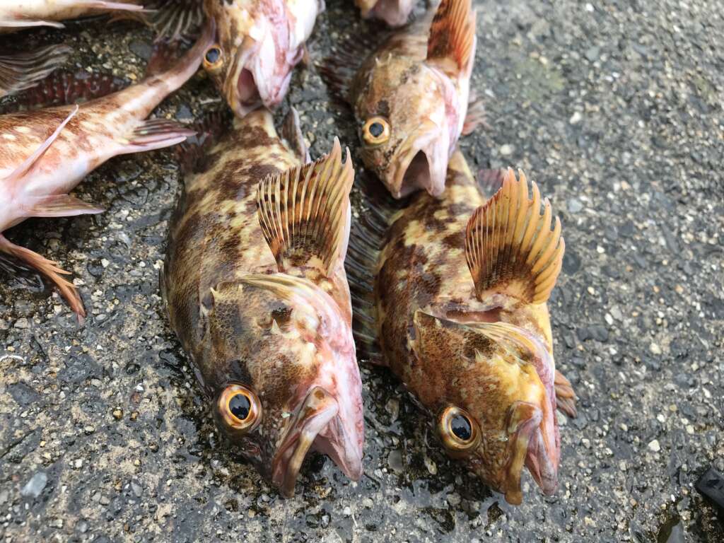 本日は 中アジ顔を出してくれました フィッシングマックス 関西の釣果 大阪 神戸 和歌山の釣果情報