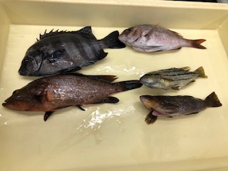 アイナメ アブラメ アブシン 魚種 フィッシングマックス 関西の釣果 大阪 神戸 和歌山の釣果情報
