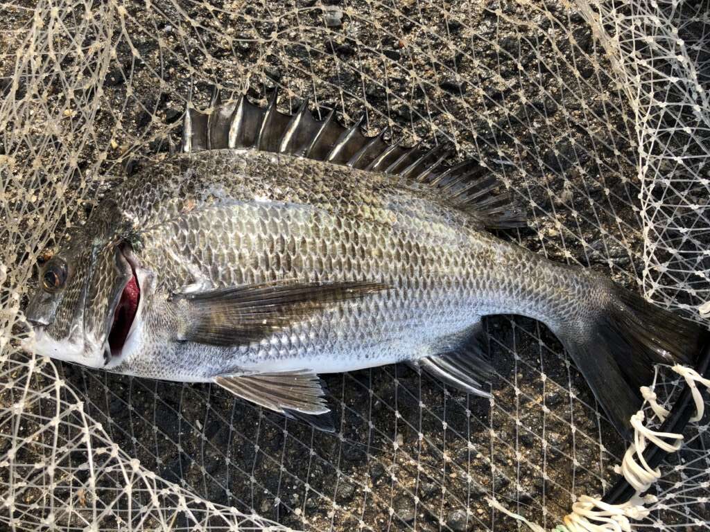 食品コンビナート 紀州釣りでチヌが サビキでは色々釣れていますよ フィッシングマックス 関西の釣果 大阪 神戸 和歌山の釣果情報