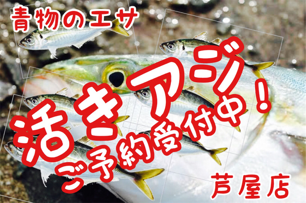 飲ませにおすすめの【アジ】あります♪芦屋店 | フィッシングマックス 関西の釣果|大阪・神戸・和歌山の釣果情報