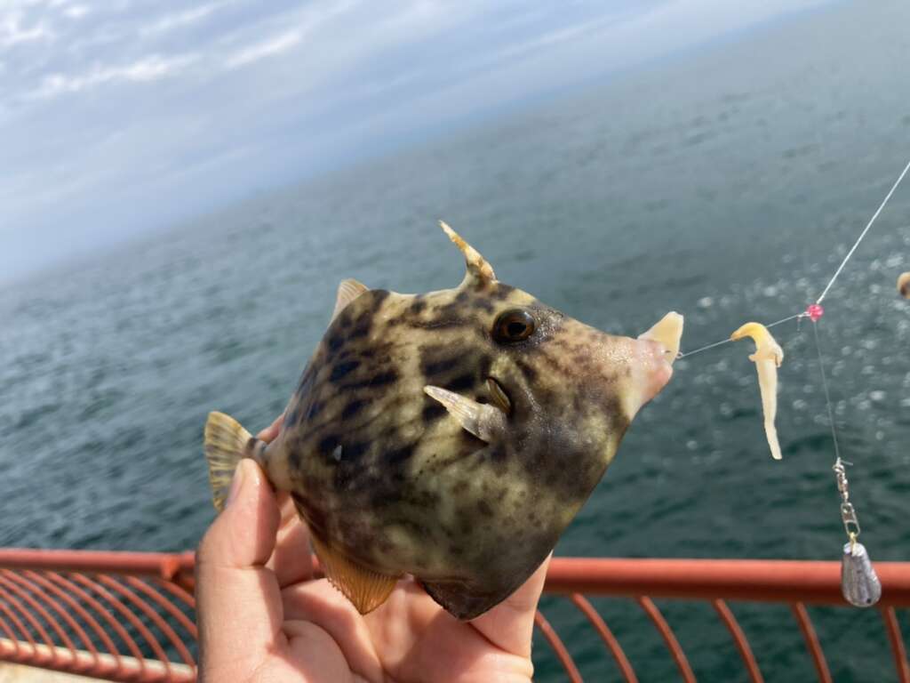 平磯海釣り公園 カワハギ アオリイカ 人気魚種釣れてます スタッフ釣行 フィッシングマックス 関西の釣果 大阪 神戸 和歌山の釣果情報