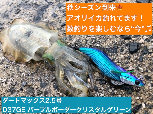 アオリイカが見える シーズン到来 日本海エギング フィッシングマックス 関西の釣果 大阪 神戸 和歌山の釣果情報
