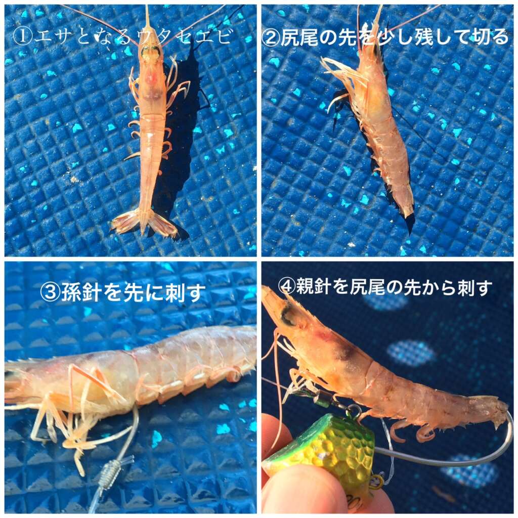 明石 海蓮丸さんで鯛テンヤ釣り フィッシングマックス 関西の釣果 大阪 神戸 和歌山の釣果情報