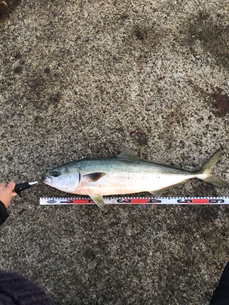 ノマセ釣りでハマチにメジロ 情報 フィッシングマックス 関西の釣果 大阪 神戸 和歌山の釣果情報