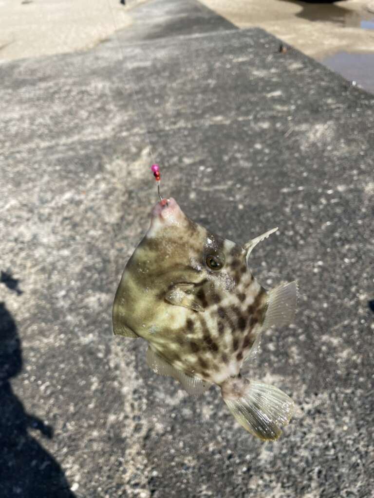 投げ釣りでカワハギ釣り フィッシングマックス 関西の釣果 大阪 神戸 和歌山の釣果情報