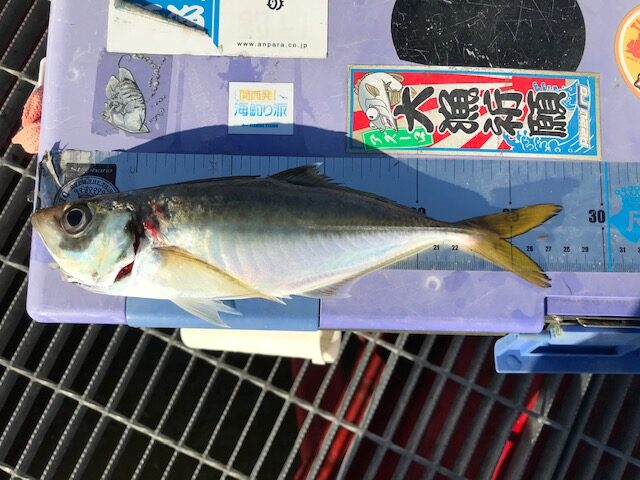 尺アジ出た グレにサバも 尼崎魚つり公園 フィッシングマックス 関西の釣果 大阪 神戸 和歌山の釣果情報