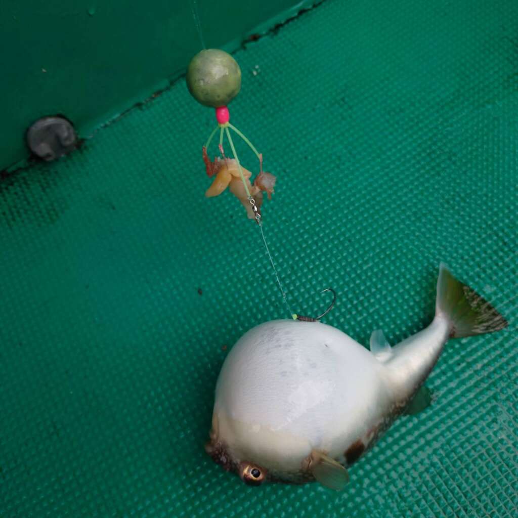 海蓮丸ショウサイフグ釣り 緑のオモリがgood フィッシングマックス 関西の釣果 大阪 神戸 和歌山の釣果情報