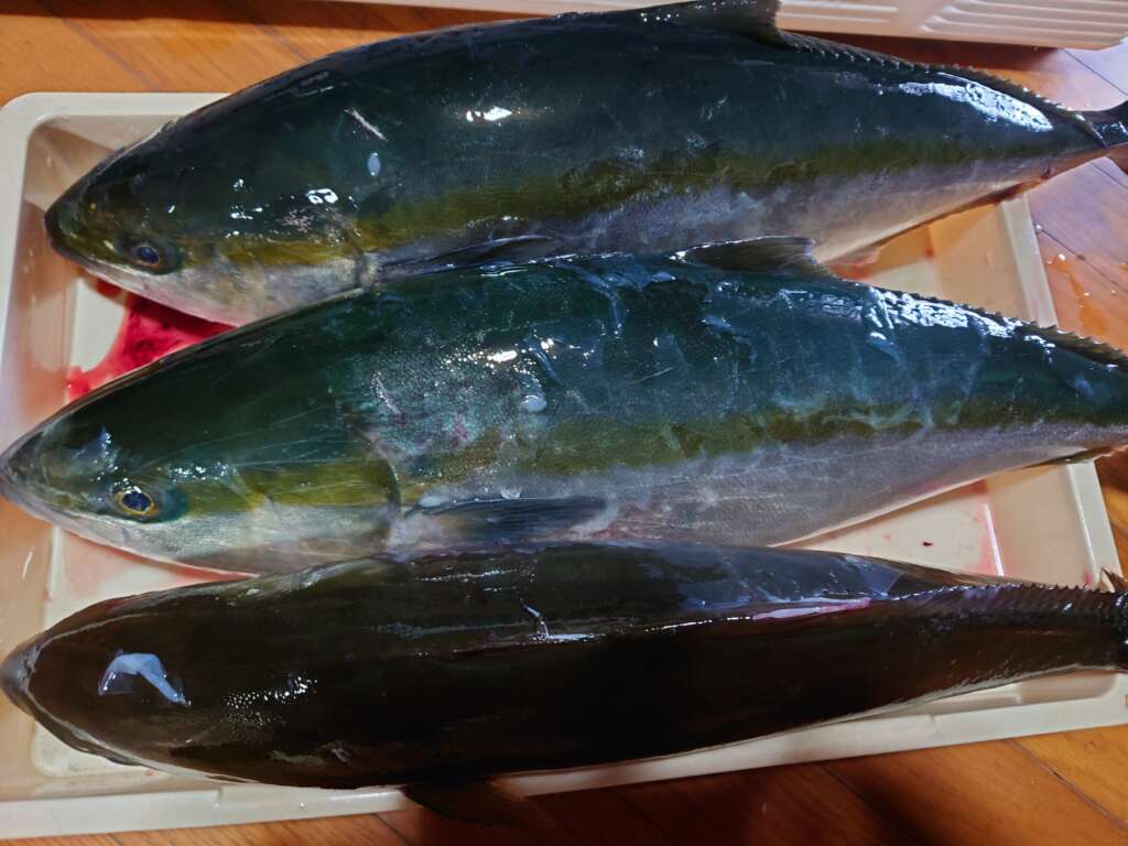 ソイ 魚種 フィッシングマックス 関西の釣果 大阪 神戸 和歌山の釣果情報
