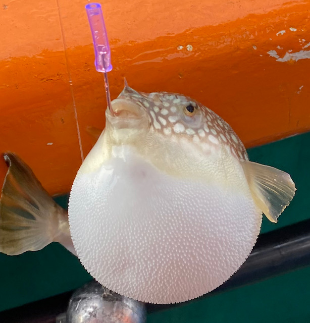 海蓮丸のカットウフグ釣り良型混じりますね フィッシングマックス 関西の釣果 大阪 神戸 和歌山の釣果情報