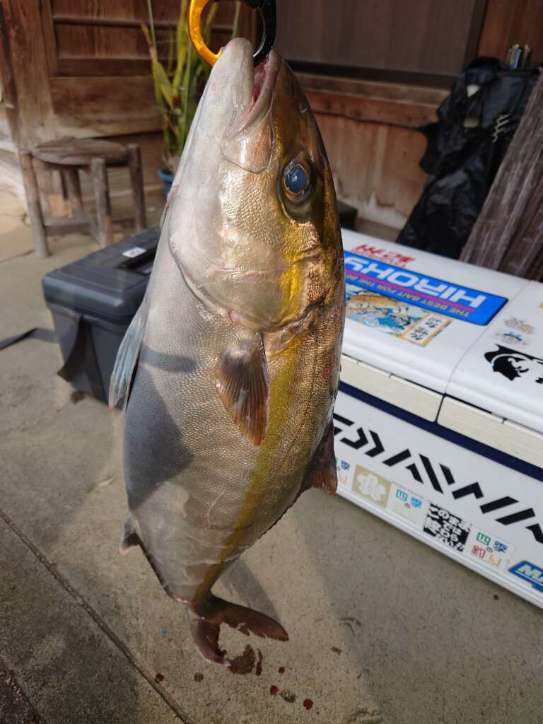 和歌山釣果 釣堀紀州 ブリ カンパチ マダイの釣果です フィッシングマックス 関西の釣果 大阪 神戸 和歌山の釣果情報