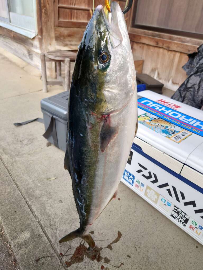 和歌山釣果 釣堀紀州 ブリ カンパチ マダイの釣果です フィッシングマックス 関西の釣果 大阪 神戸 和歌山の釣果情報